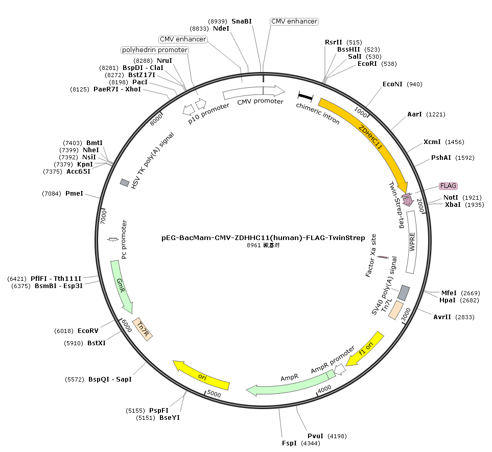 pEG-BacMam-CMV-ZDHHC11(human)-FLAG-TwinStrep