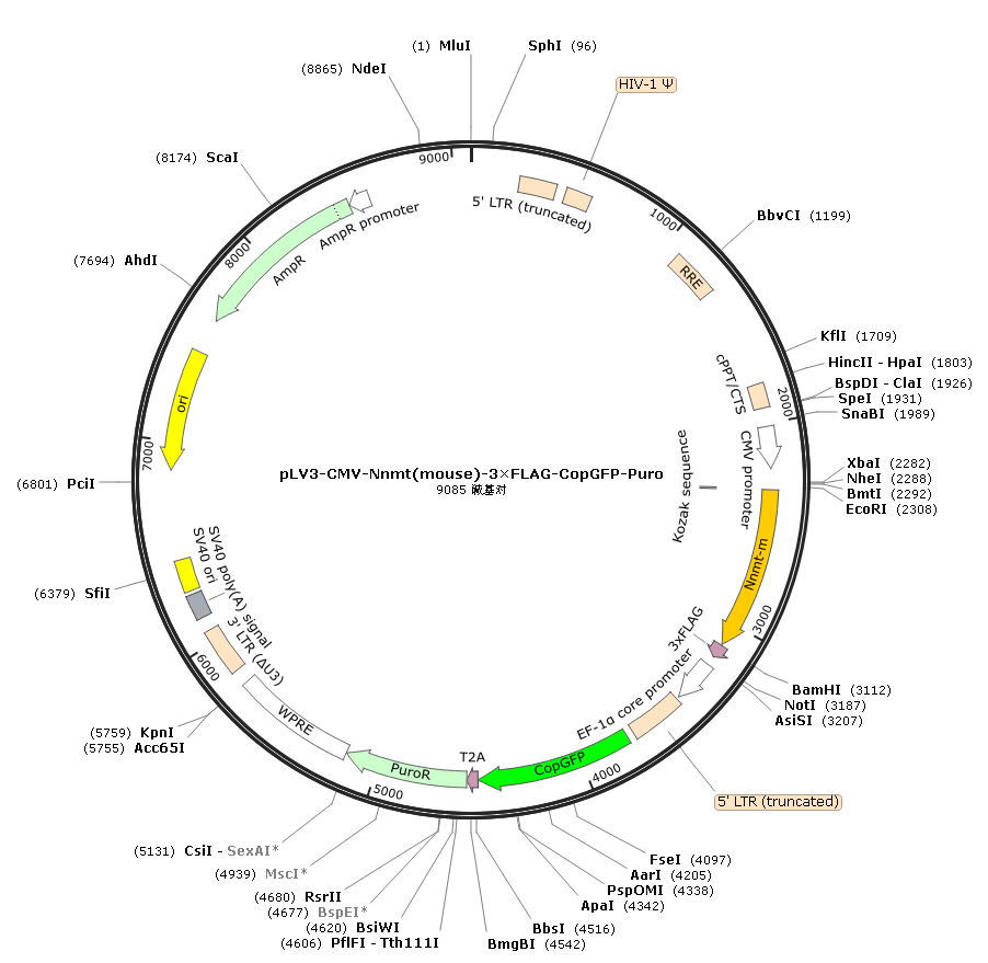 pLV3-CMV-Nnmt(mouse)-3×FLAG-CopGFP-Puro