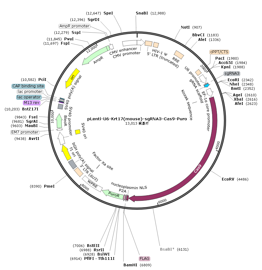 pLenti-U6-Krt17(mouse)-sgRNA3-Cas9-Puro