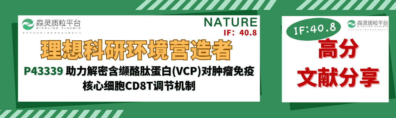 理想科研环境营造者：（P43339）pLV3-CMV-OVAL(chicken)-CopGFP-Puro助力解密含缬酪肽蛋白（VCP）对肿瘤免疫核心细胞CD8T调节机制