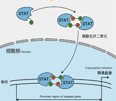 JAK-STAT信号传导通路技术总结