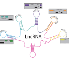 LncRNA相关研究思路