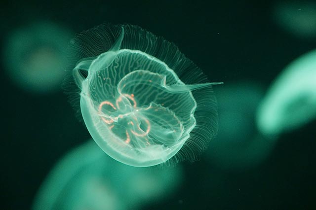 质粒发展史：生命科学的微小奇迹与分子生物的里程碑