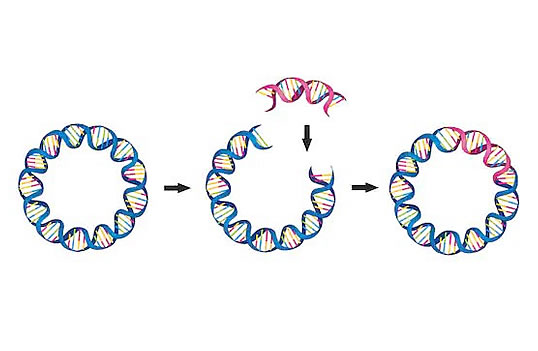 CRISPR-CAS9质粒总汇