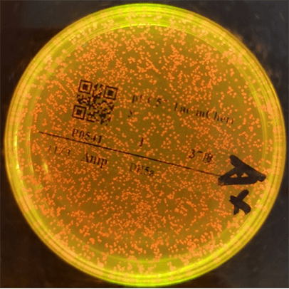 6.png