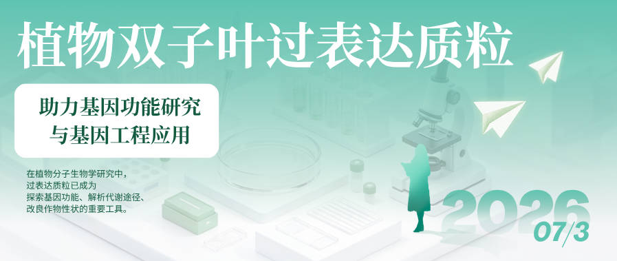 植物双子叶过表达质粒：助力基因功能研究与基因工程应用